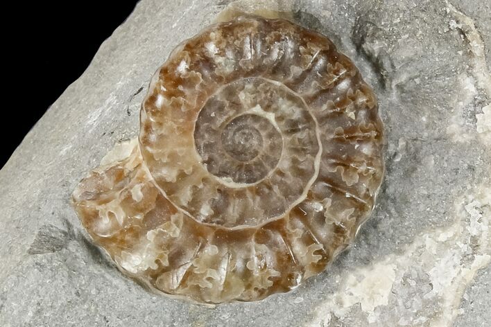 Ammonite (Promicroceras) Fossil - Lyme Regis #166642